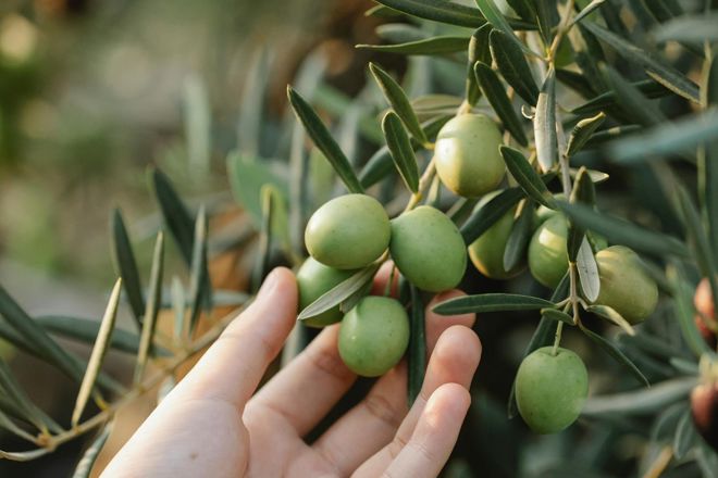 Olives on a tree