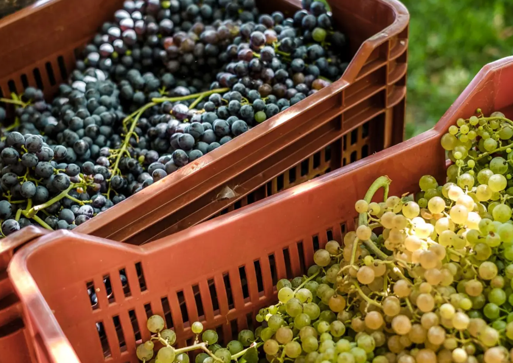 The grapes for our wine